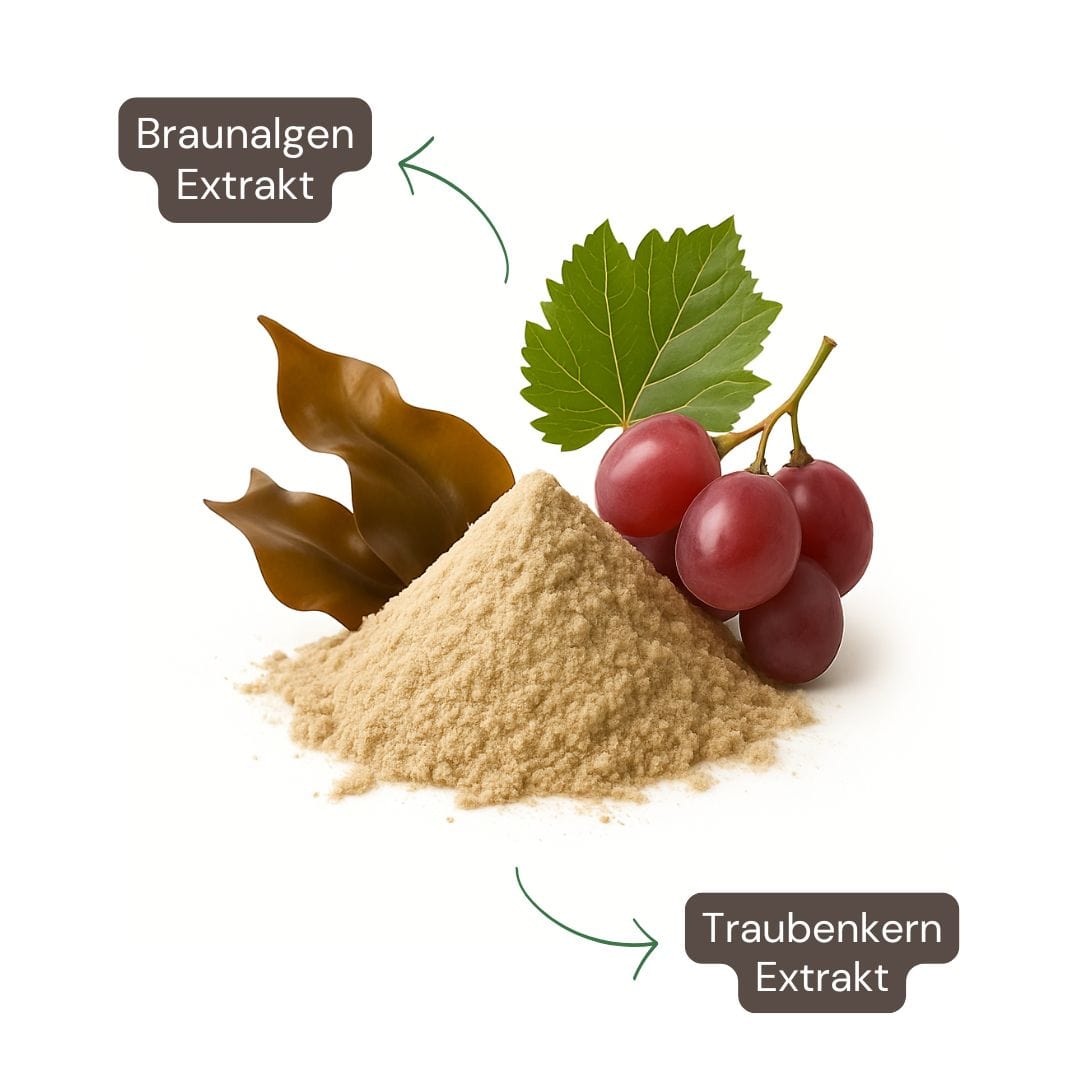 Wirkstoffkombination aus Braunalgenextrakt & Traubenkern zur Fettbindung
