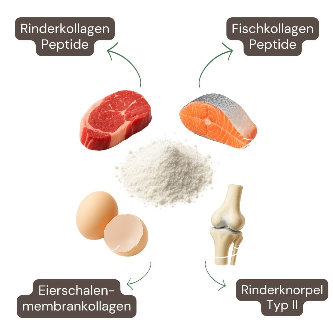 Inhaltsstoffe: Kollagen Typ I–V aus Rind, Fisch, Eierschalen, Hühnchen & Membranextrakt