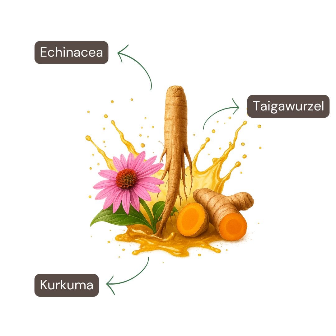 Inhaltsstoffe Schutzschild Spray: Echinacea, Taigawurzel, Kurkuma – wasserlöslich & alkohollöslich